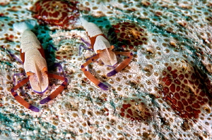 Imperial shrimps on the sea cucumber. by Mehmet Salih Bilal 